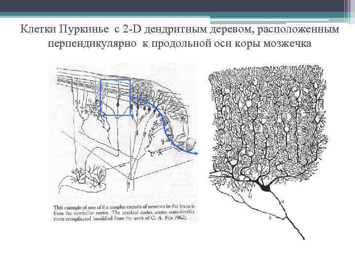 Клетки пуркинье рисунок