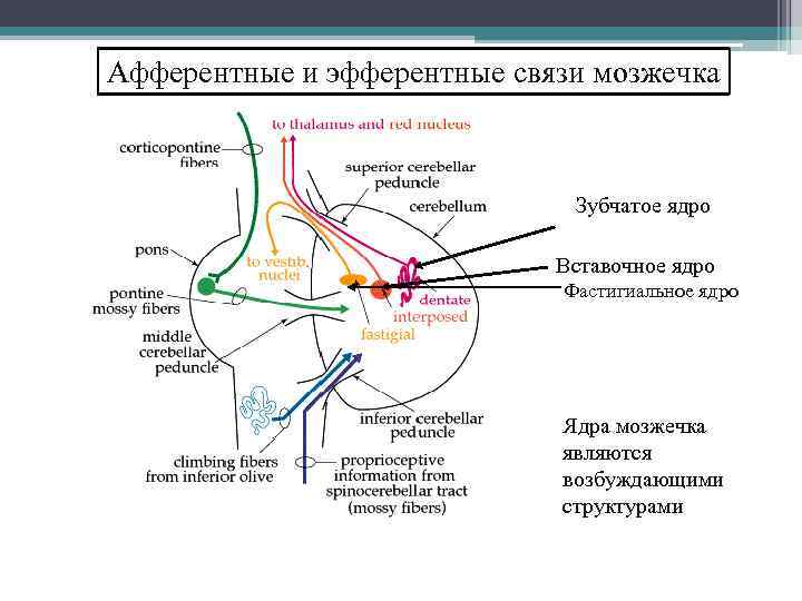 Афферентные и эфферентные связи мозжечка Зубчатое ядро Вставочное ядро Фастигиальное ядро Ядра мозжечка являются
