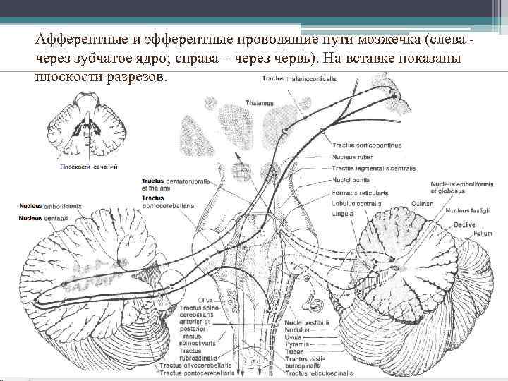 Афферентные и эфферентные проводящие пути мозжечка (слева - через зубчатое ядро; справа – через