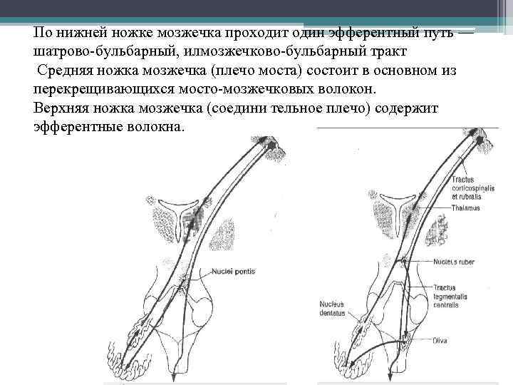 По нижней ножке мозжечка проходит один эфферентный путь — шатрово-бульбарный, илмозжечково-бульбарный тракт Средняя ножка