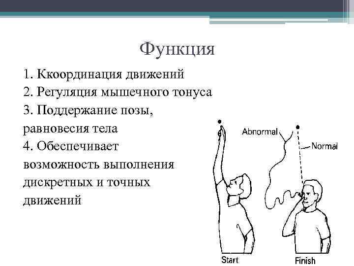 Функция 1. Ккоординация движений 2. Регуляция мышечного тонуса 3. Поддержание позы, равновесия тела 4.
