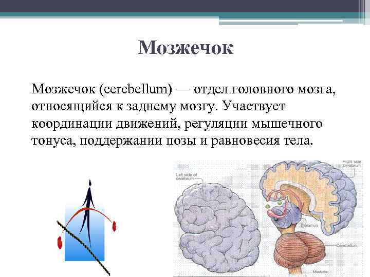 Отдел головного мозга обеспечивающий координацию движений. Мозжечок отдел головного мозга строение и функции. Мозжечок – центр координации движений..
