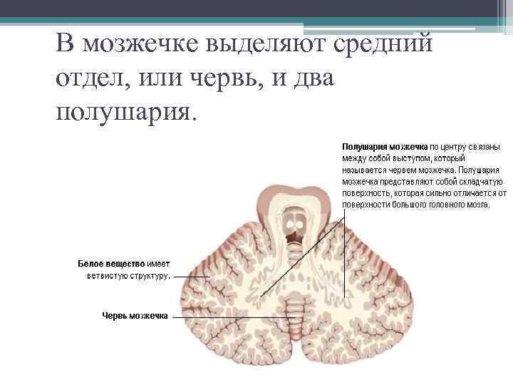 Полушарие мозжечка. Мозжечок червь и 2 полушария. Червь мозжечка функции. Части червя мозжечка. Мозжечок и червячок головного мозга.