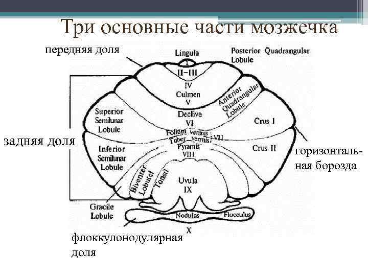 Схема мозжечка