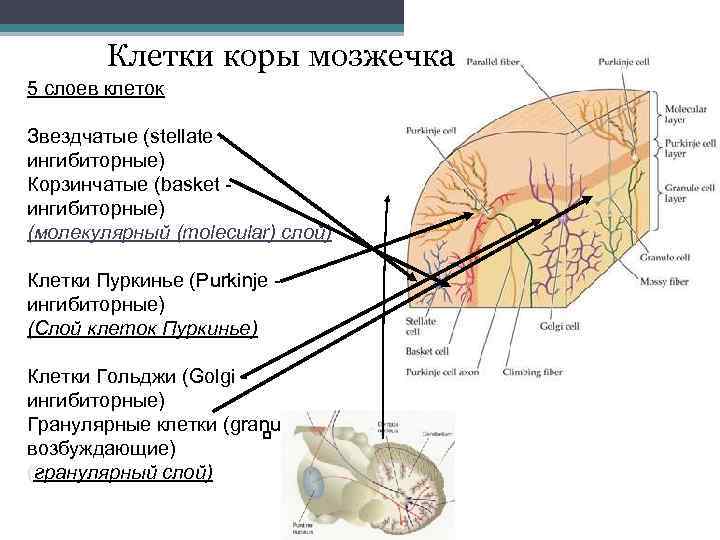 Клетки коры