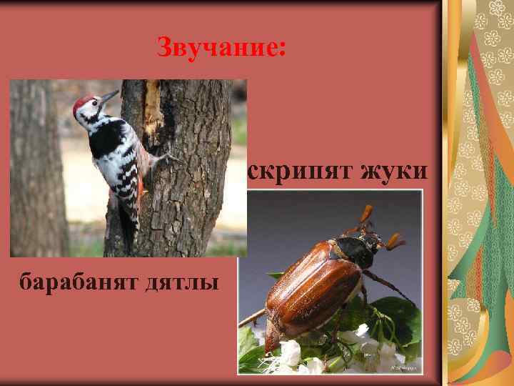 Звучание: скрипят жуки барабанят дятлы 