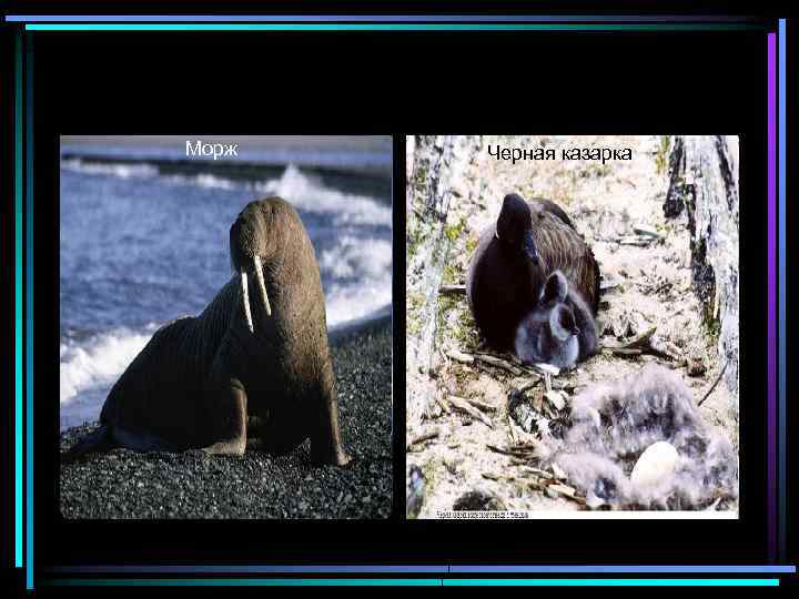 Морж Черная казарка 