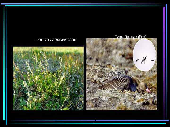 Полынь арктическая Гусь белолобый 
