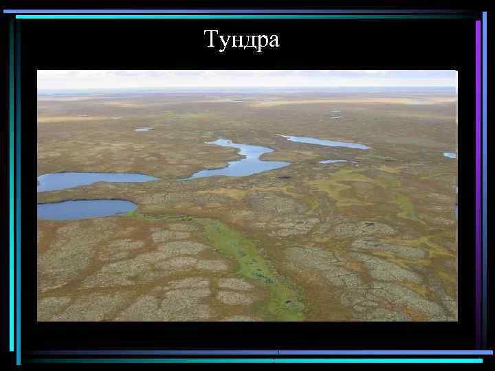  Тундра 