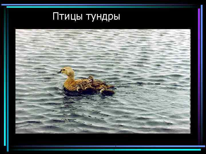  Птицы тундры 