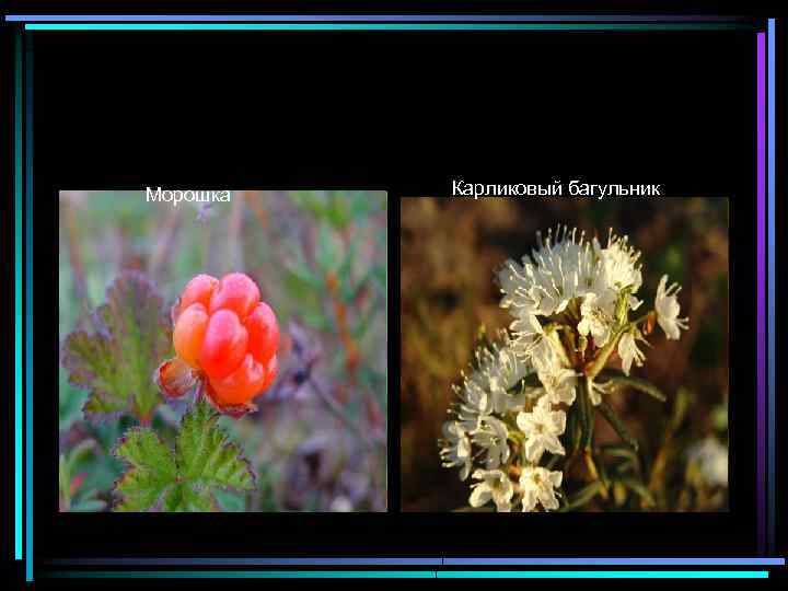 Морошка Карликовый багульник 