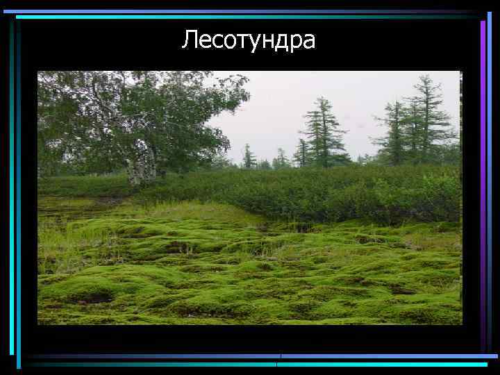 Лесотундра 
