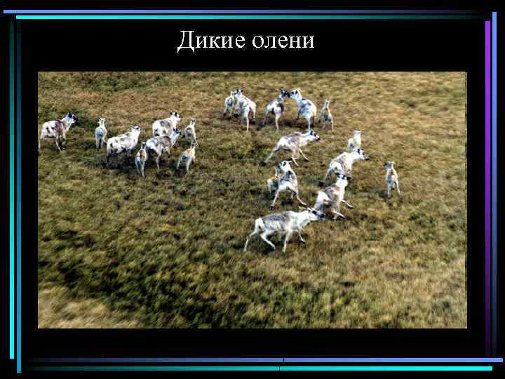 Дикие олени 