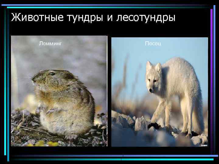 Животные тундры и лесотундры Лемминг Песец 