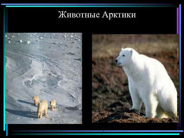  Животные Арктики 