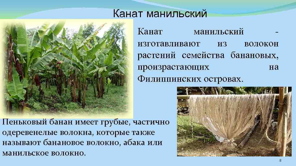 Канат манильский изготавливают из волокон растений семейства банановых, произрастающих на Филиппинских островах. Пеньковый банан