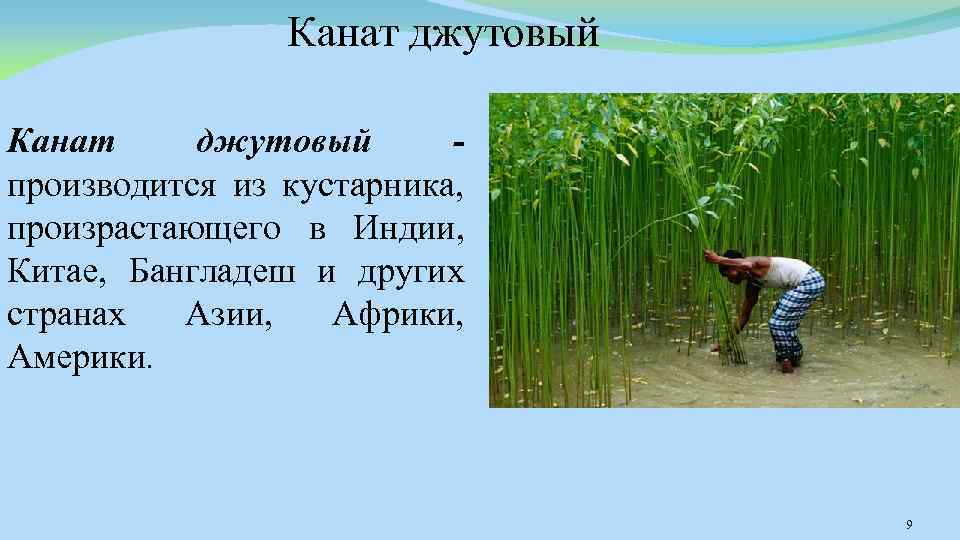 Канат джутовый производится из кустарника, произрастающего в Индии, Китае, Бангладеш и других странах Азии,