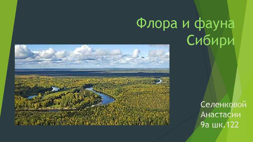 Флора и фауна Сибири Селенковой Анастасии 9 а шк. 122 