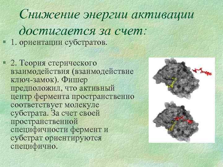 Снижение энергии активации достигается за счет: § 1. ориентации субстратов. § 2. Теория стерического
