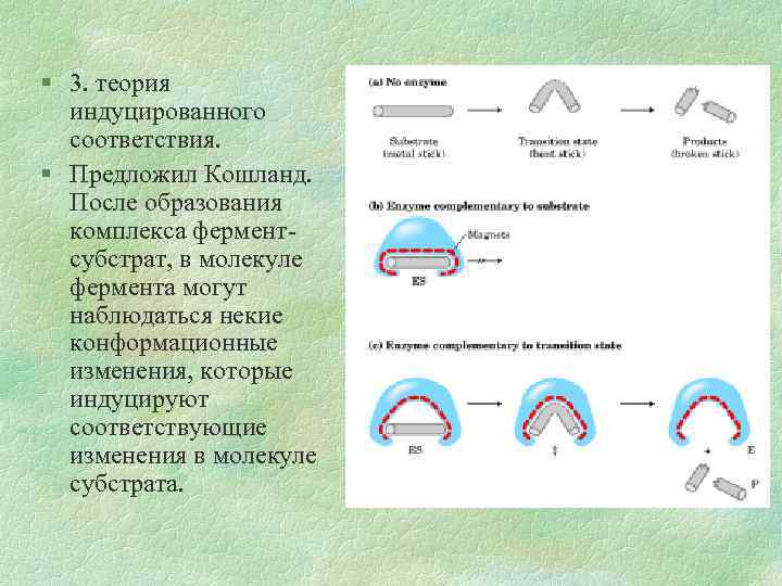 § 3. теория индуцированного соответствия. § Предложил Кошланд. После образования комплекса ферментсубстрат, в молекуле