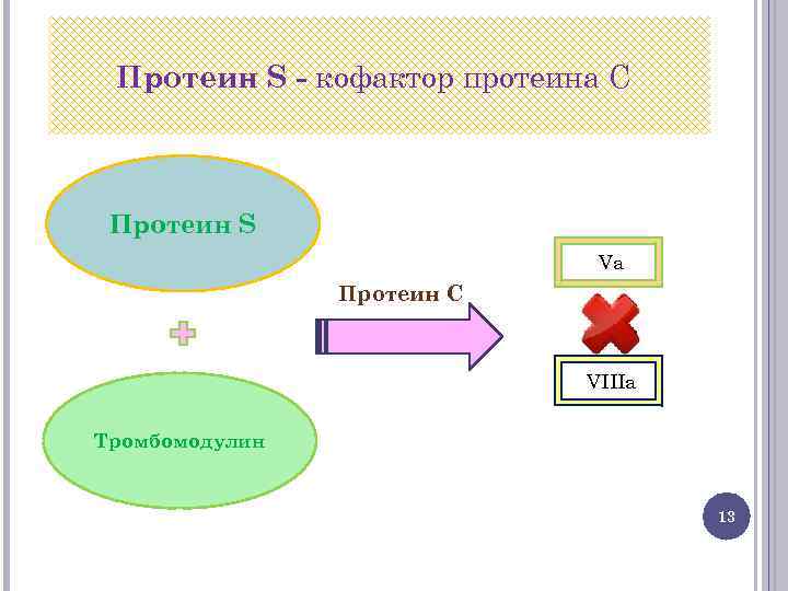 Протеин S - кофактор протеина С Протеин S Va Протеин С VIIIa Тромбомодулин 13