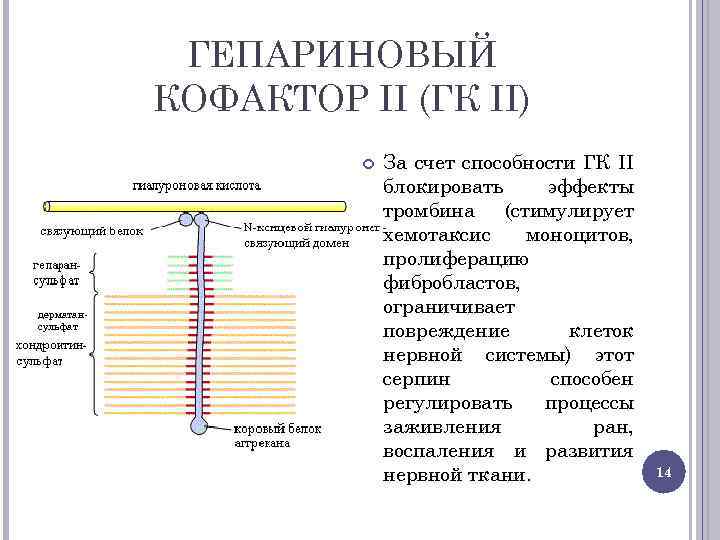 ГЕПАРИНОВЫЙ КОФАКТОР II (ГК II) дерматан сульфат За счет способности ГК II блокировать эффекты