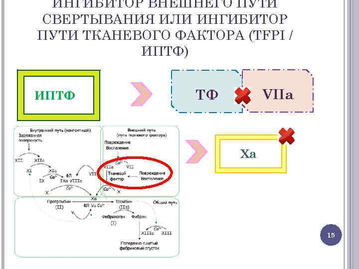 ИНГИБИТОР ВНЕШНЕГО ПУТИ СВЕРТЫВАНИЯ ИЛИ ИНГИБИТОР ПУТИ ТКАНЕВОГО ФАКТОРА (TFPI / ИПТФ) ИПТФ VIIа