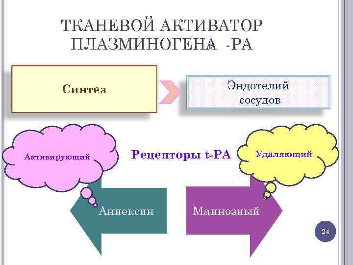 ТКАНЕВОЙ АКТИВАТОР t ПЛАЗМИНОГЕНА PA Эндотелий сосудов Синтез Активирующий Рецепторы t-PA Аннексин Удаляющий Маннозный