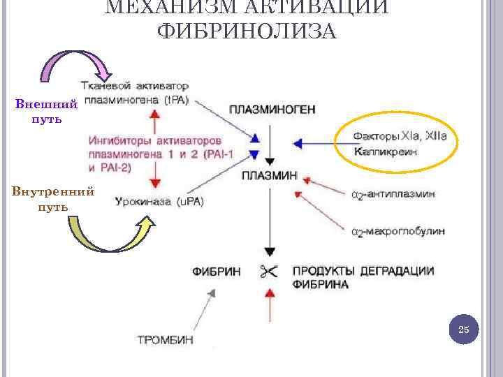 МЕХАНИЗМ АКТИВАЦИИ ФИБРИНОЛИЗА Внешний путь Внутренний путь 25 