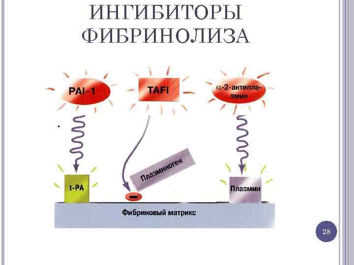 ИНГИБИТОРЫ ФИБРИНОЛИЗА 28 