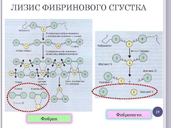ЛИЗИС ФИБРИНОВОГО СГУСТКА Фибриноген 29 