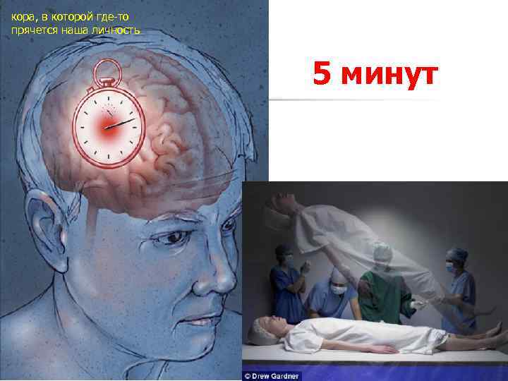 кора, в которой где-то прячется наша личность 5 минут 