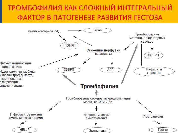ТРОМБОФИЛИЯ КАК СЛОЖНЫЙ ИНТЕГРАЛЬНЫЙ ФАКТОР В ПАТОГЕНЕЗЕ РАЗВИТИЯ ГЕСТОЗА 