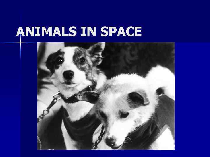ANIMALS IN SPACE 