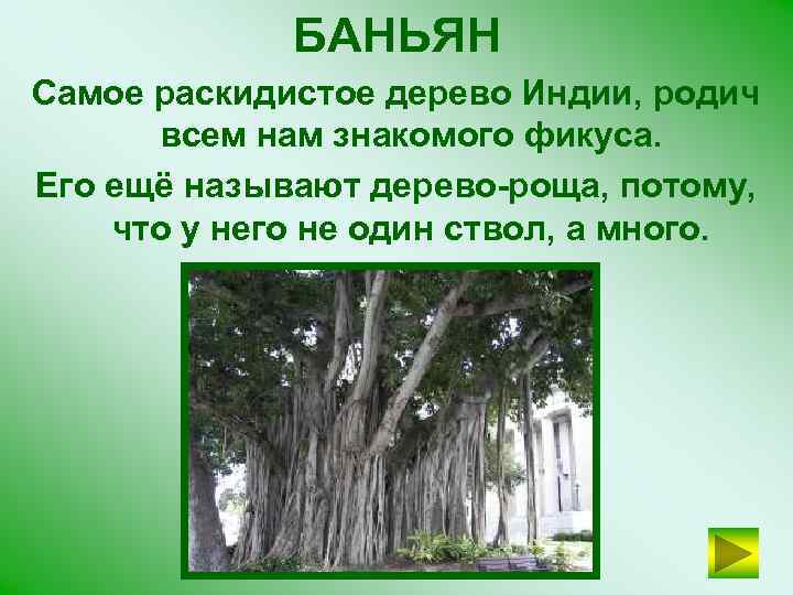 БАНЬЯН Самое раскидистое дерево Индии, родич всем нам знакомого фикуса. Его ещё называют дерево-роща,