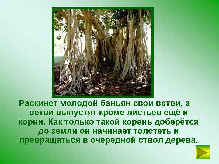 Раскинет молодой баньян свои ветви, а ветви выпустят кроме листьев ещё и корни. Как