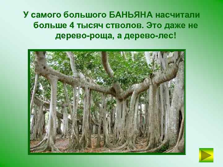 У самого большого БАНЬЯНА насчитали больше 4 тысяч стволов. Это даже не дерево-роща, а