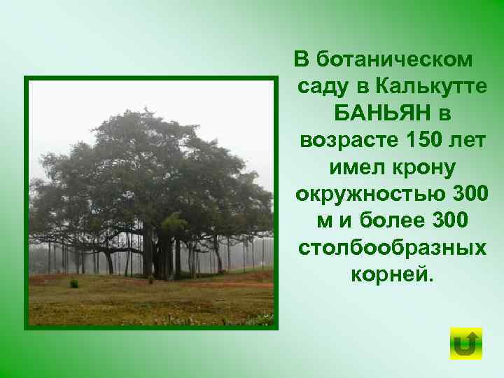 В ботаническом саду в Калькутте БАНЬЯН в возрасте 150 лет имел крону окружностью 300