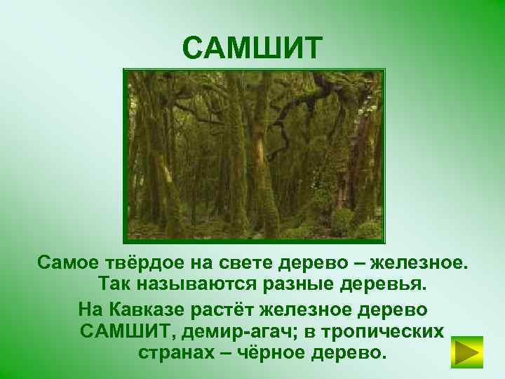 САМШИТ Самое твёрдое на свете дерево – железное. Так называются разные деревья. На Кавказе