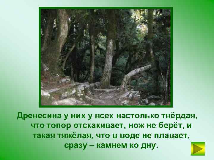 Древесина у них у всех настолько твёрдая, что топор отскакивает, нож не берёт, и