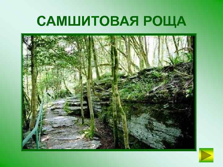 САМШИТОВАЯ РОЩА 