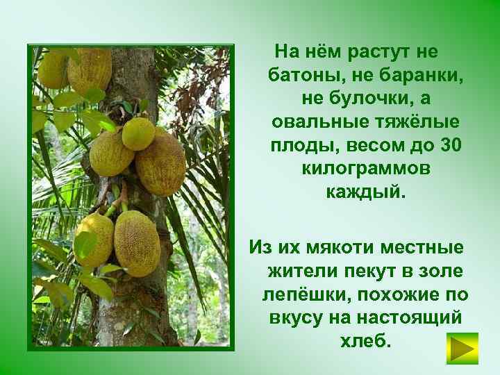 На нём растут не батоны, не баранки, не булочки, а овальные тяжёлые плоды, весом