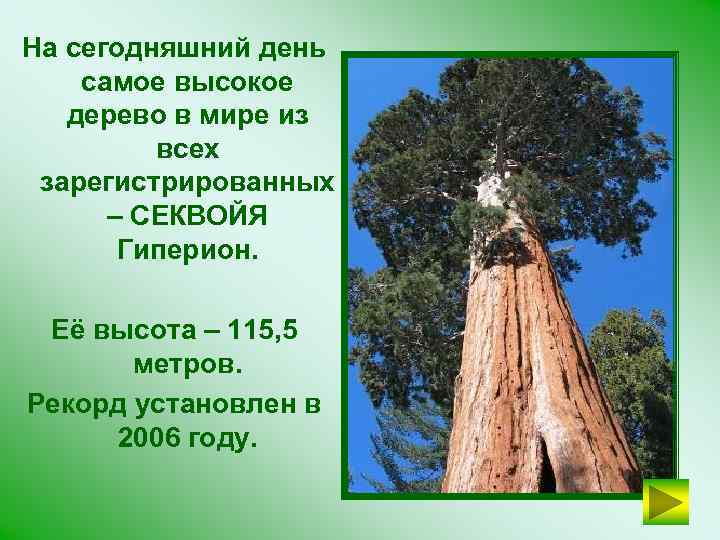 На сегодняшний день самое высокое дерево в мире из всех зарегистрированных – СЕКВОЙЯ Гиперион.