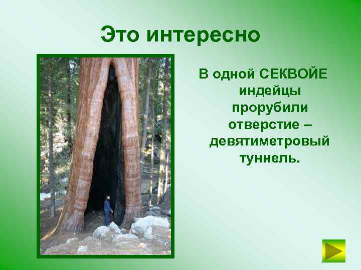 Это интересно В одной СЕКВОЙЕ индейцы прорубили отверстие – девятиметровый туннель. 