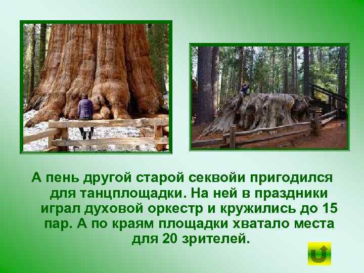 А пень другой старой секвойи пригодился для танцплощадки. На ней в праздники играл духовой