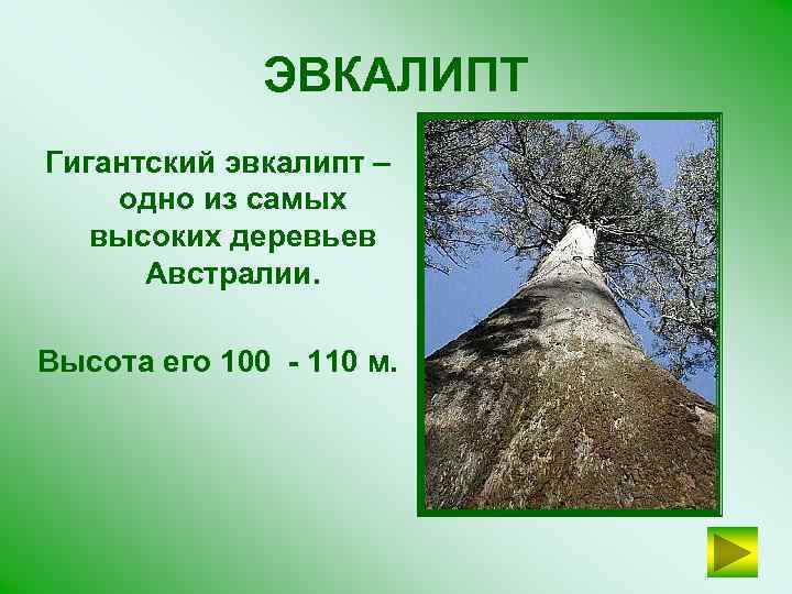 ЭВКАЛИПТ Гигантский эвкалипт – одно из самых высоких деревьев Австралии. Высота его 100 -