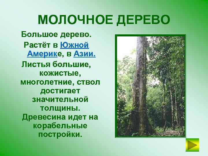 МОЛОЧНОЕ ДЕРЕВО Большое дерево. Растёт в Южной Америке, в Азии. Листья большие, кожистые, многолетние,