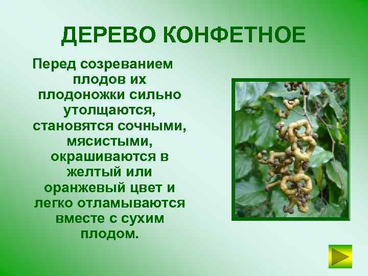 ДЕРЕВО КОНФЕТНОЕ Перед созреванием плодов их плодоножки сильно утолщаются, становятся сочными, мясистыми, окрашиваются в