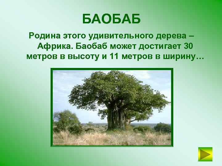 БАОБАБ Родина этого удивительного дерева – Африка. Баобаб может достигает 30 метров в высоту