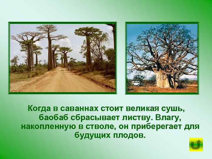 Когда в саваннах стоит великая сушь, баобаб сбрасывает листву. Влагу, накопленную в стволе, он